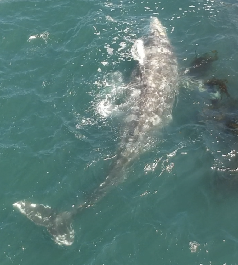 Gray Whale