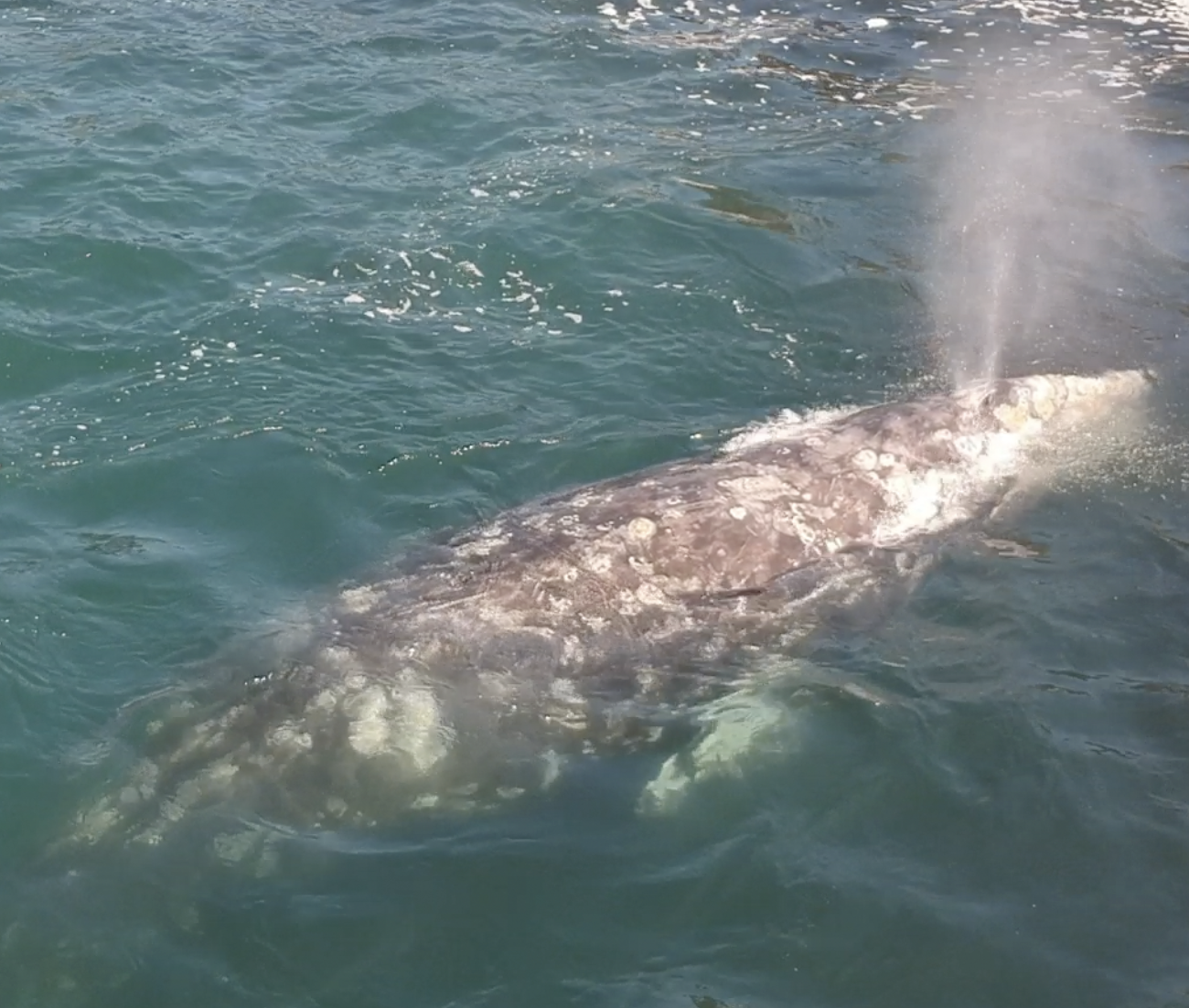 Gray Whale