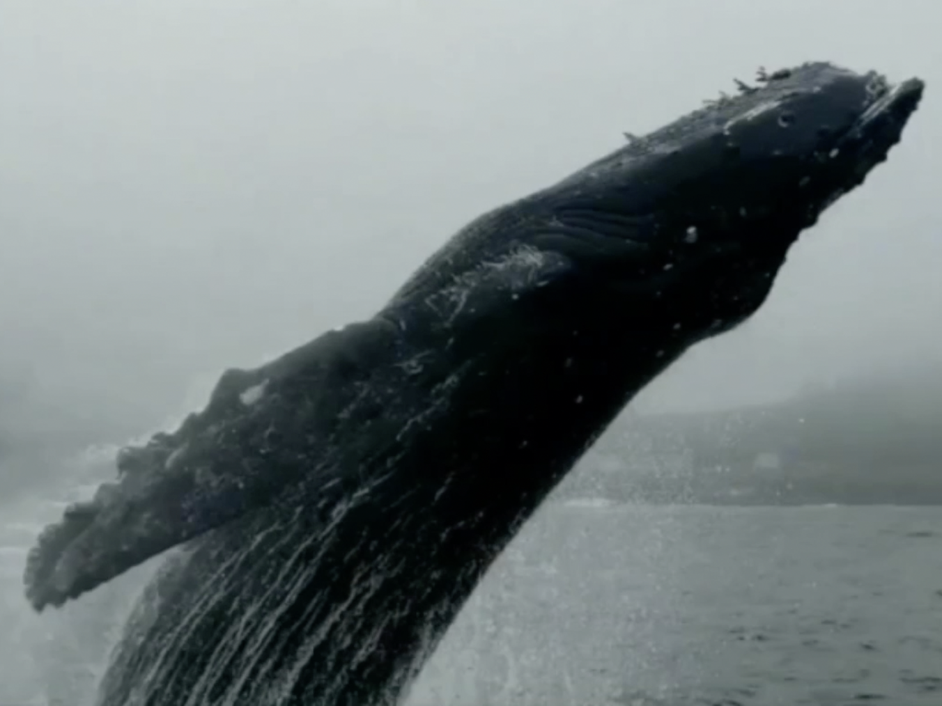 Humpback Whale