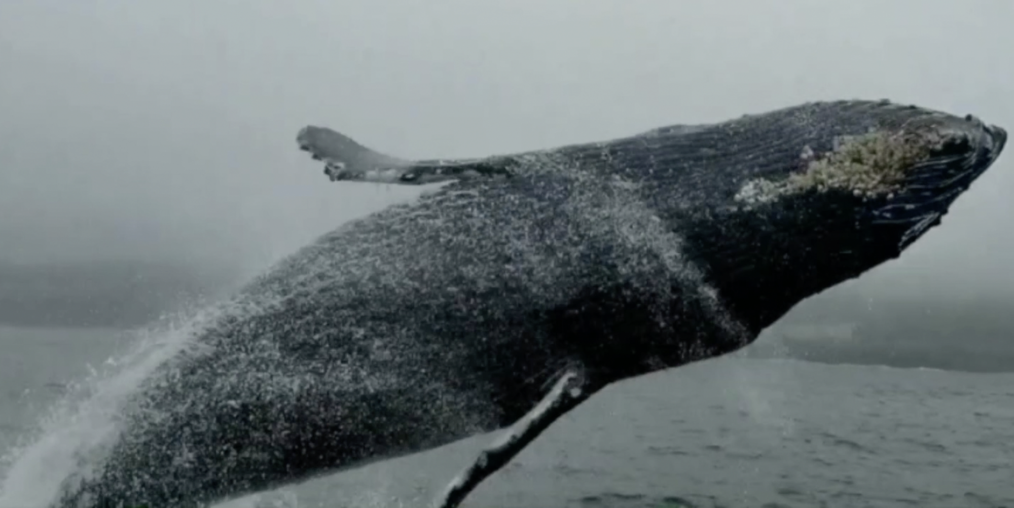 Humpback Whale