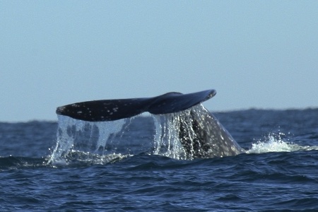 Whale Tail